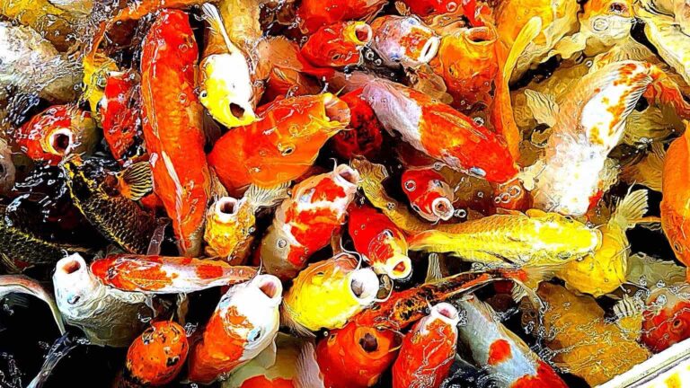 Rock King Koi Coffee - Hành Hương Đức Mẹ Việt Nam 2026 Alpha Travel USA